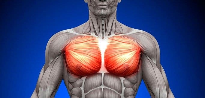 Absolute Max Chest Development: The Ultimate Chest-Building Blueprint